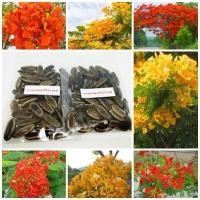 ราคา ขายถูก 100 เมล็ด เมล็ดพันธุ์หางนกยูงฝรั่งรวมสี Flam-boyant ต้นไม้ประจำมหาวิทยาลัยธรรมศาสตร์ ต้นยูงทอง หงอนยูง (2683107263)