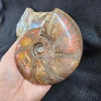 ราคา ฟอสซิลหอย แอมโมไนท์ แอมโมไนต์ ฟอสซิล(Ammonite)ยาว 12.3 ซม.หน้ากว้าง 10.2 ซม.หนา 2.8 ซม.น้ำหนัก 402 g. (29201386493)