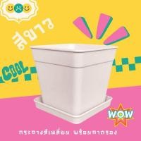 ราคา กระถางเหลี่ยม 5 นิ้ว สีขาว พร้อมถาดรอง กระถางแคคตัส กระถางพลาสติกหนา (26817158296)