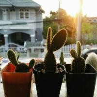 ราคา Opuntia microdasysหูกระต่าย (17121267)