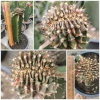 ราคา ยิมโนคริสด่าง Gymnocalycium cristata ยิมโนคริสต้าต้าด่าง ยิมโนด่าง คริสด่าง คริสต้าต้าด่าง Cactus แคคตัส กระบองเพชร (11423964400)