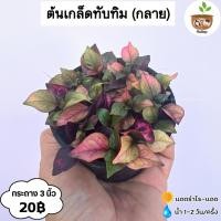 ราคา ต้นเกล็ดทับทิม (กลาย) จัดส่ง 2 ต้นขึ้นไป คละแบบได้ (45605599670)