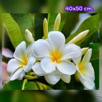 ราคา ภาพ ดอกลีลาวดี โปสเตอร์รูปภาพดอกไม้ตกแต่งบ้าน ดอกลีลาวดี แต่งร้านสปา ห้องพัก คอนโด ร้านอาหาร ขนาด40x50cm.ไม่มีกรอบรูป (47008627661)