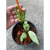 ราคา monstera adasonii indo mottled var. (indo) พลูฉลุด่างอินโด พลูฉลุ พลูฉลุอินโดด่าง พลูฉลุด่างสามสี ฉลุอินโด (7492705416)