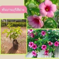 ราคา ต้นบานบุรีสีม่วง ต้นสูง30-50ซม. (47701437241)