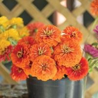 ราคา 100 เมล็ด ดอกบานชื่น บานชื่นหนู บานชื่นฝรั่ง กระดุม ดอกใหญ่ Zinnia Seeds ดอกสีส้ม (26392518244)