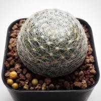 ราคา แมมมิราเลีย เลนต้า กระบองเพชร แคคตัส mammillaria lenta cactus (2254861812)
