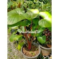 ราคา ต้นเสน่ห์จันทร์แดง** (3153453434)