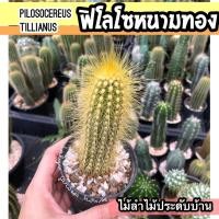 ราคา ฟิโลโซหนามทอง Pilosocereus tillianus มีหนามสีทองอ่อนถึงทองเข้ม ✨ไม้ลำแต่งบ้านรับทรัพย์ ทองปังๆ (42323213332)