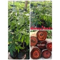ราคา ต้นพยุงไหหลำเพาะเมล็ด (29077208602)