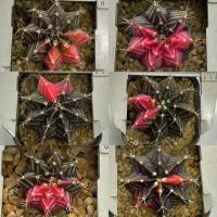 ราคา ยิมโนด่างไม้เมล็ด ยิมโนด่าง gymno กระบองเพชร แคคตัส Cactus (5679730668)