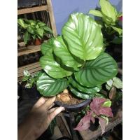 ราคา คล้าใบตอง_ต้นคล้าใบตอง (13313754522)