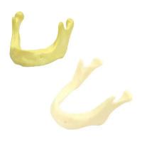 ราคา Dental Lower Jaw Model Mandibular Implant Model Dental Teeth Model Training Tool Dental Lab Instrument T1VV (22560743794)
