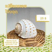 ราคา เปลือกหอยโข่งจุด หอยโข่งบางลายจุด เลี้ยงปูเสฉวน ประดับตู้ปลาสวยงาม ขนาด 8-9 cm. (20053590286)