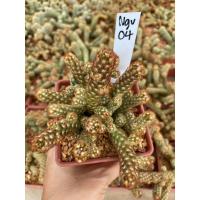 ราคา แมมนิ้วทอง Mammillaria elongata กระถาง 3 นิ้ว จัดส่งทั้งกระถาง Ngv04 (21592829534)
