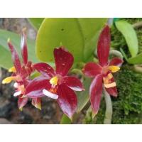 ราคา กล้วยไม้เขากวางแดง (Phalaenopsis cornu-cervi) #กล้วยไม้ป่า #กล้วยไม้เขากวางแดง,#เขากวางอ่อน (20382838750)