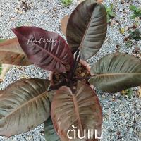 ราคา กุมารดำเรียกทรัพย์ด๊ำดำดำดีดำดูด แม่พันธุ์ดำมากดำทุกใบ(Black Cardinal) (16422648806)
