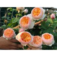 ราคา Juliet (จูเลียต) กุหลาบอังกฤษของ David Austin ทรงพุ่ม ดอกทรงถ้วย กลิ่นหอมหวาน (28010630580)