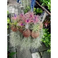 ราคา (5อัน)(ขาย ต้นพันธุ์) ต้น ทิลแลนด์เซีย ตีนเป็ด ต้นทิลแลนด์เซียตีนเป็ด Tillandsia ทิลแลนเซีย เคราฤาษี fadel (11159604031)