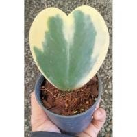 ราคา ต้นโฮย่าหัวใจด่าง(Hoya kerri variegata)หัวใจใบเดียวด่างนอก ไม้มงคลตั้งโต๊ะ (40477767636)