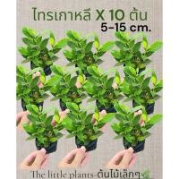 ราคา TLP*ยกเซ็ท*ไทรเกาหลีต้นเล็ก​ ปลูกทำแนวรั้วราคาประหยัด​ (6820205884)