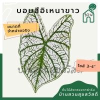 ราคา บอนสีอิเหนาขาว บอนอิเหนาขาว บอนสี มาในกระถางพร้อมตั้ง (11496217448)
