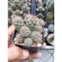 ราคา Mammillaria mazatlanensis แมมหนามแดง กระบองเพชร แคคตัส cactus (7076748675)