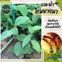 ราคา ต้นกล้ายางนา ไม้ป่าหายาก(ต้นใหญ่) (28268958724)