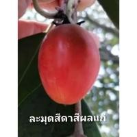 ราคา ต้นละมุดสีดา ผลไม้หายาก (41052064245)