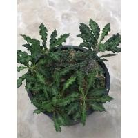 ราคา ยูโฟเบีย ไดโนเสาร์ ฟอร์มกอสวยๆกระถางใหญ่ 5”นิ้ว Euphorbia Decaryi (22451490708)