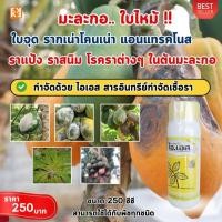 ราคา มะละกอ ใบไหม้ ใบจุด รากเน่าโคนเน่า แอนแทรคโนส ราแป้ง ราสนิม โรคราต่างๆ กำจัดด้วย ไอเอส และเร่งฟื้นฟูด้วย ปุ๋ย FK-T (24021672745)