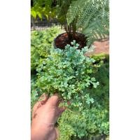 ราคา เฟิร์นกนกนารีสีฟ้าเฟิร์นกนกนารีสีฟ้า หรือ Peacock Moss (Selaginella uncinataกระถาง2-3นิ้ว (54807279289)
