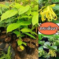ราคา ต้นกระดังงา ต้นไม้มงคลดอกหอม ซื้อ 10 เเถมฟรี 1 ต้น ต้นไม้โบราณหายาก ต้นกล้าเเข็งเเรงพร้อมปลูกสินค้าเสียหายยินดีเคลมฟรี (21793873926)