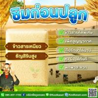 ราคา ข้าวสาร ชิมก่อนปลูก​​ ข้าวเหนียว กข.6 ธัญสิริน (สูง) ข้าวใหม่ คุณภาพดี อร่อย หอมนุ่มนาน 5-20 กก. คูลเกษตร ไรซ์ KS33 (49057917510)