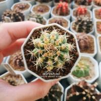ราคา ‍⬛ Gymnocalycium 'Cat eyes' ‍⬛ ยิมโนคาไลเซียม แคทอายส์ ‍⬛ (12598230963)