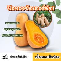 ราคา เมล็ดพันธุ์ฟักทองบัตเตอร์นัท ซองละ 20 เมล็ด (20395911173)
