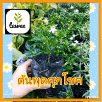 ราคา ต้นพุดศุภโชค พุดศุภโชค ดอกสีขาว ไม้พุ่ม ต้นสูง 15-25 ซม. (22628569364)