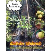 ราคา ส้มเช้งด่าง หรือ ส้มเช้งฮ่องเต้ (4697363589)