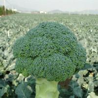 ราคา BROCCOLI SEEDS งอกสูง บร็อคโคลี ประมาณ 150 เมล็ด เมล็ดบร็อคโคลี่เมล็ดผักออร์แกนิก งอกสูง (52951503005)