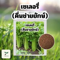 ราคา เมล็ดเซเลอรี่ หรือคึ่นช่ายยักษ์ 500 เมล็ด + คู่มือปลูก เมล็ดพันธุ์ผัก เมล็ดพันธุ์พืช ปลูกผักสวนครัว ปลูกผักกินเอง (26318679154)