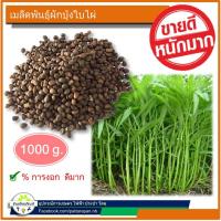 ราคา เมล็ดพันธุ์ผักบุ้งจีน ใบไผ่ (1 กิโลกรัม) เมล็ดผักบุ้ง พันธุ์ผักบุ้ง %การงอกสูง เมล็ดคุณภาพ (6236670866)