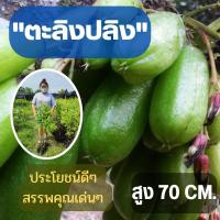 ราคา (ขนาดใหญ่) 1 ต้น ต้นพันธุ์ตะลิงปลิง สูง 80 ซม. เปรี้ยวเปรี้ยว เปรี้ยวปรี๊ด ต้นพันธุ์พร้อมปลูก ตะลิงปลิง พร้อมส่ง (20011227507)