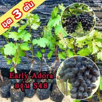 ราคา 3 ต้นองุ่น Early Adora ต้นพันธุ์องุ่น S48 เสียบยอดสูง 40-60 ซม ต้นองุ่น S48 ต้นองุ่นเสียบยอด สายพันธุ์ Early Adora (46351865085)