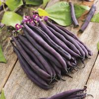 ราคา เมล็ด ใหม่ ถั่วแขกสีม่วง (Purple Queen Bush Bean Seed) บรรจุ 20 ใหม่็ด คุณภาพดี ราคาใหม่ ของแท้ 10 เพาะ (23065707268)