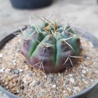 ราคา ยิมโน ด่างม่วง Gymnocalycium Cactus ยิมโนด่าง แคคตัสราคาถูก แคคตัสจิ๋ว (11422904916)