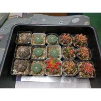 ราคา ยิมโน Multi Color, T31115 , โลโฟ ชำหน่อ จานบินดอกขาว (20255938118)