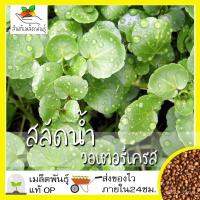 ราคา เมล็ด ใหม่ วอเตอร์เครส สลัดน้ำ 500 ใหม่็ด Watercress Seed ใหม่แท้ นำเข้าจากต่างประเทศ ถู เพาะ (22340275798)