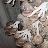 ราคา เห็ดนางฟ้าภูฐาน พร้อมปลูกก้อนเชื้อเต็ม100% (43257687641)