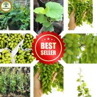 ราคา องุ่นนิ้วแม่มดสีเขียวออสเตรเลีย ต้นกล้าเสียบยอด พันธุ์ดี ออกผลหลังจากปลูก 8 เดือน องุ่นไร้เมล็ด หวานเข้ม หอม กรอบ (24371101510)