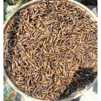 ราคา แมงกะชอนนา หรือ แมงจีซอนา (49706502687)